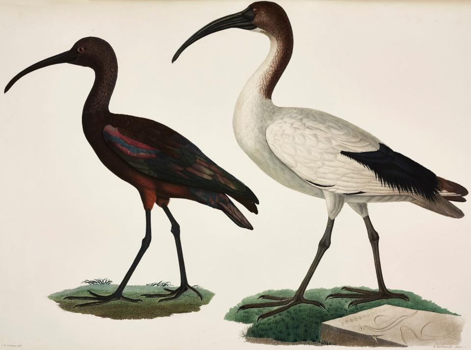 Black and white African Sacred Ibis drawings by Marie Jules Cesar Savigny