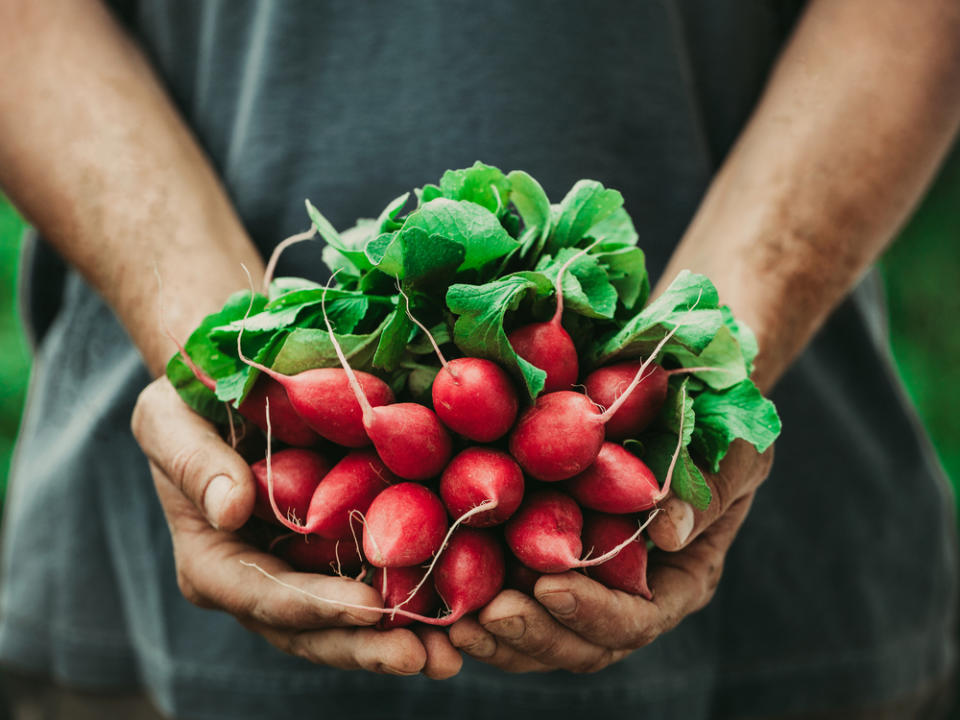 Radieschen gedeihen auch im Herbst (Bild: mythja/Shutterstock.com)