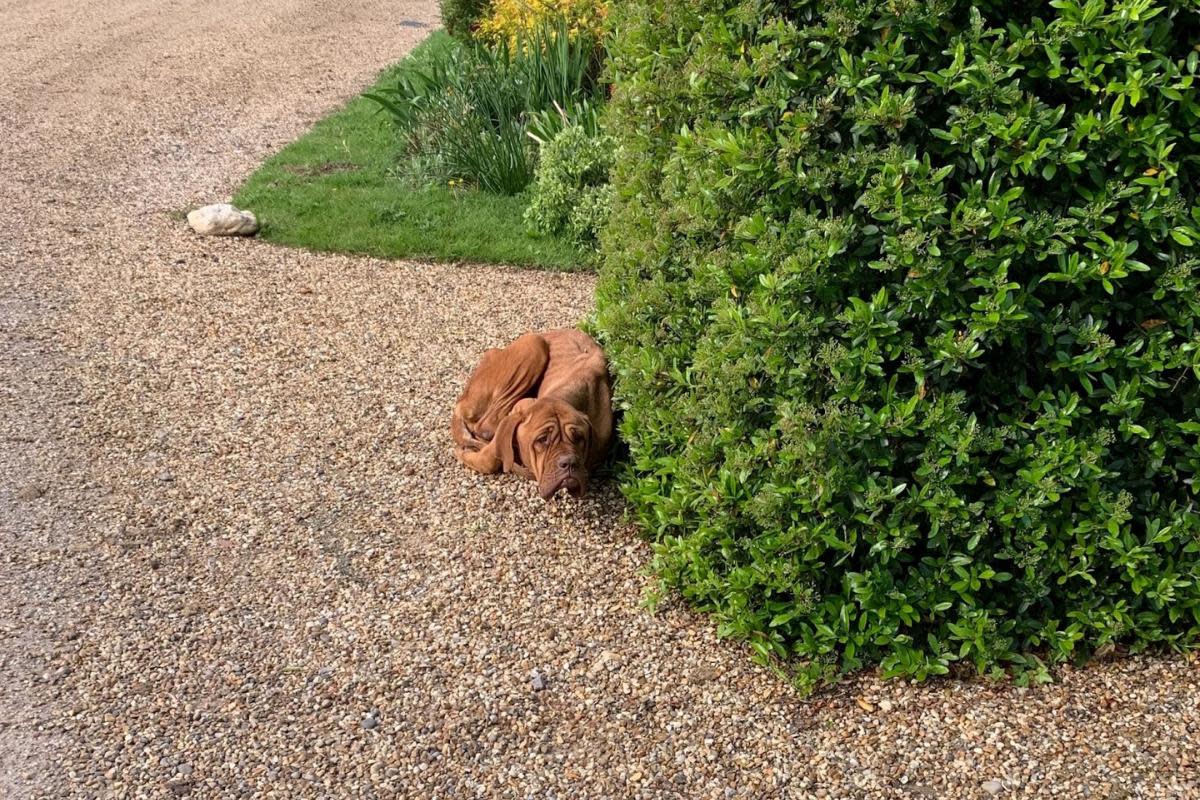 Discovery - Roxy was discovered curled up on a driveway behind a bush in Boxted <i>(Image: RSPCA)</i>