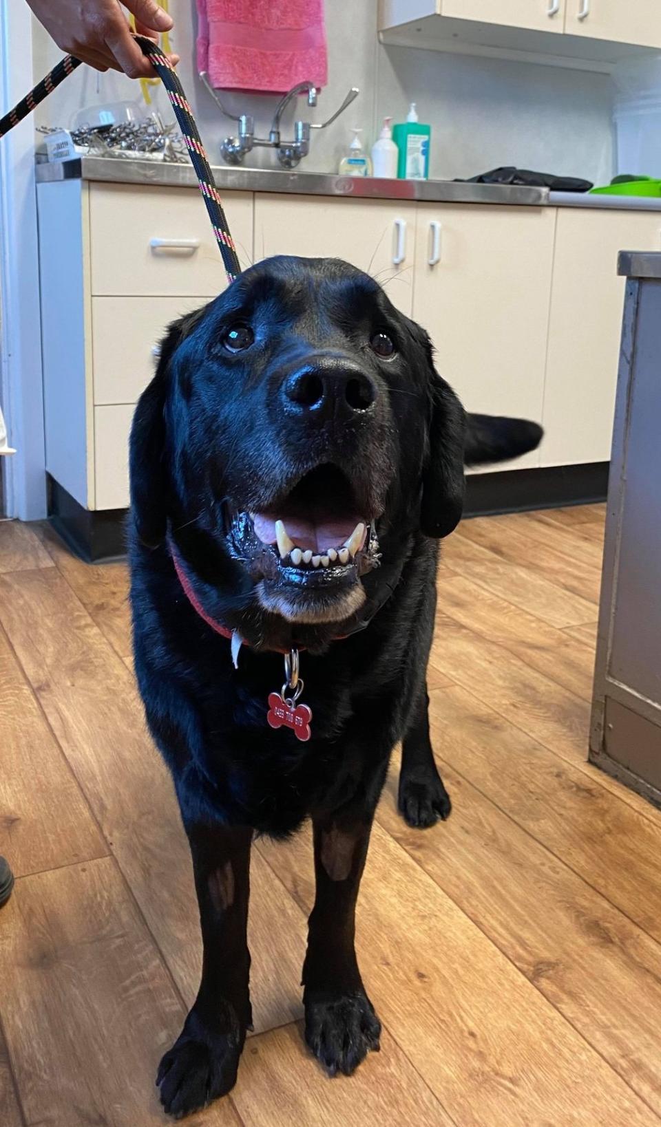 Monty the black Labrador on a lead. 