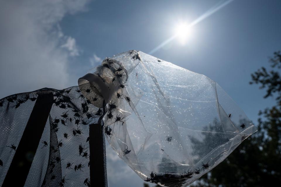 A Spotted Lanternfly trap is attached to a lamppost at Overpeck County Park in Ridgefield Park, NJ on Friday, July 14, 2023.