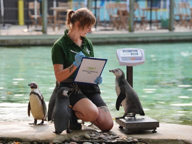 ZSL London Zoo annual weigh-in