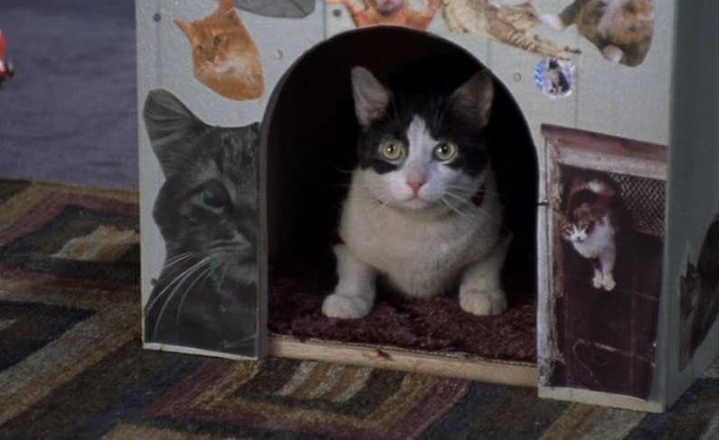 Fat Louie the cat sits in a cat house