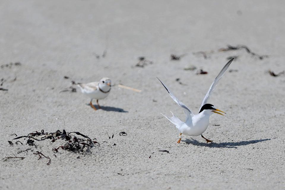 A piping plover chases after a Least Tern at the Hampton Beach State Park on Monday, June 13, 2022.