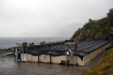 A halibut farm owned by the Glitne company in Bjordal, Norway, July 31, 2018. REUTERS/Clodagh Kilcoyne