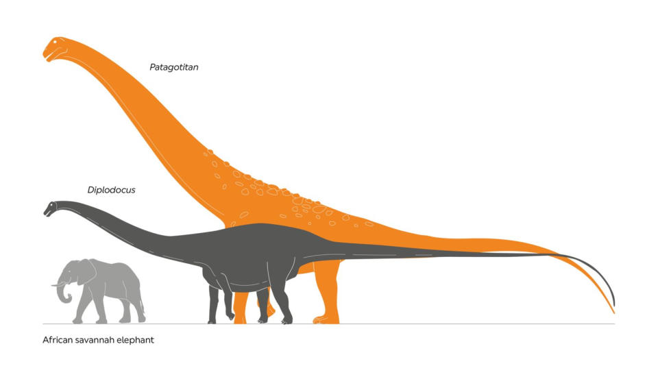 Patagotitan mayorum were titanosaurs – the largest land animals to have ever lived. (Trustees of the Natural History Museum, London)