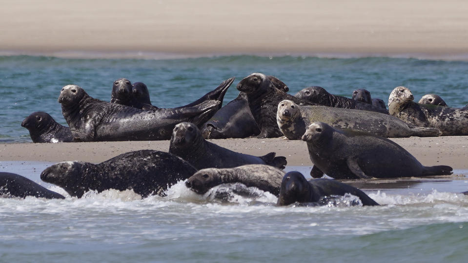 FILE - Seals swim and bask on the beach, Tuesday, Aug. 17, 2021, off the coast of Cape Cod, Mass. Recovery of some vulnerable species through restoration efforts has made comebacks more difficult for others in peril. Conflicts have involved revived U.S. species such as gray seals, other birds of prey and even turkeys. (AP Photo/Charles Krupa, File)