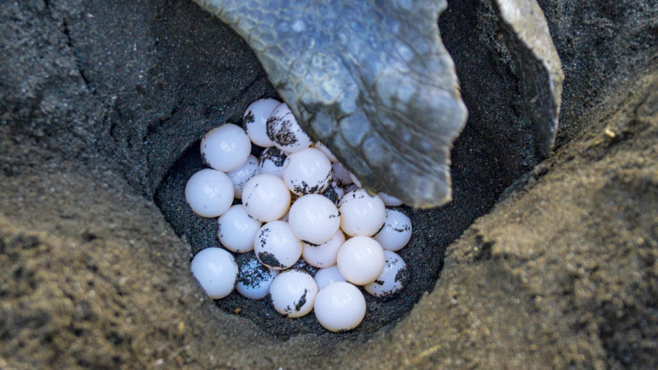 A close up of eggs being laid by an Olive Ridley turtle.