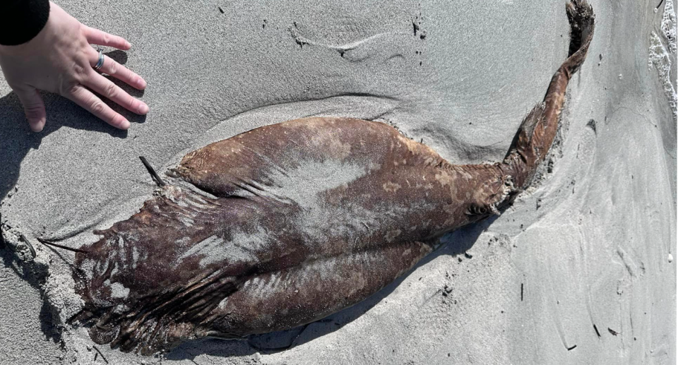 The mysterious creature almost buried in the sand at Dunsborough beach. Source: Facebook 