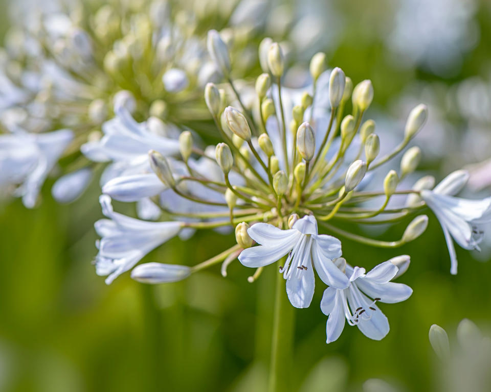 AGAPANTHUS ‘SILVER MIST’