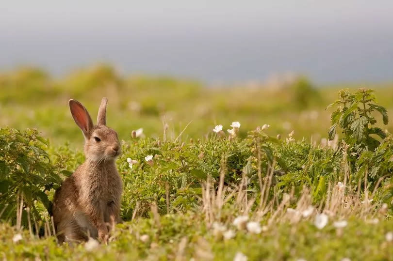 Wild rabbits Skomar