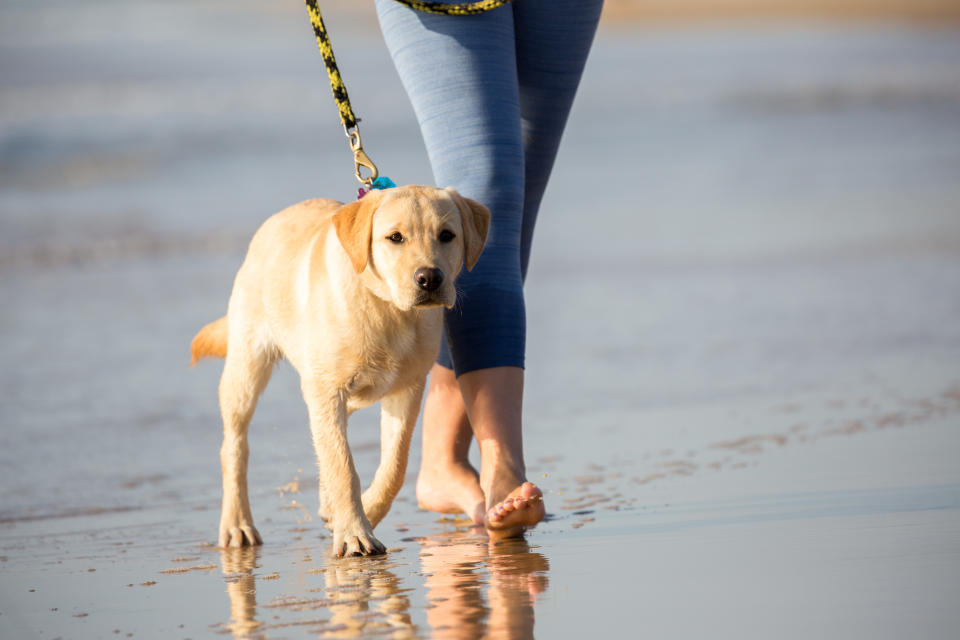 Young woman walking labrador puppy at the beach on the Sunshine Coast, Australia.
