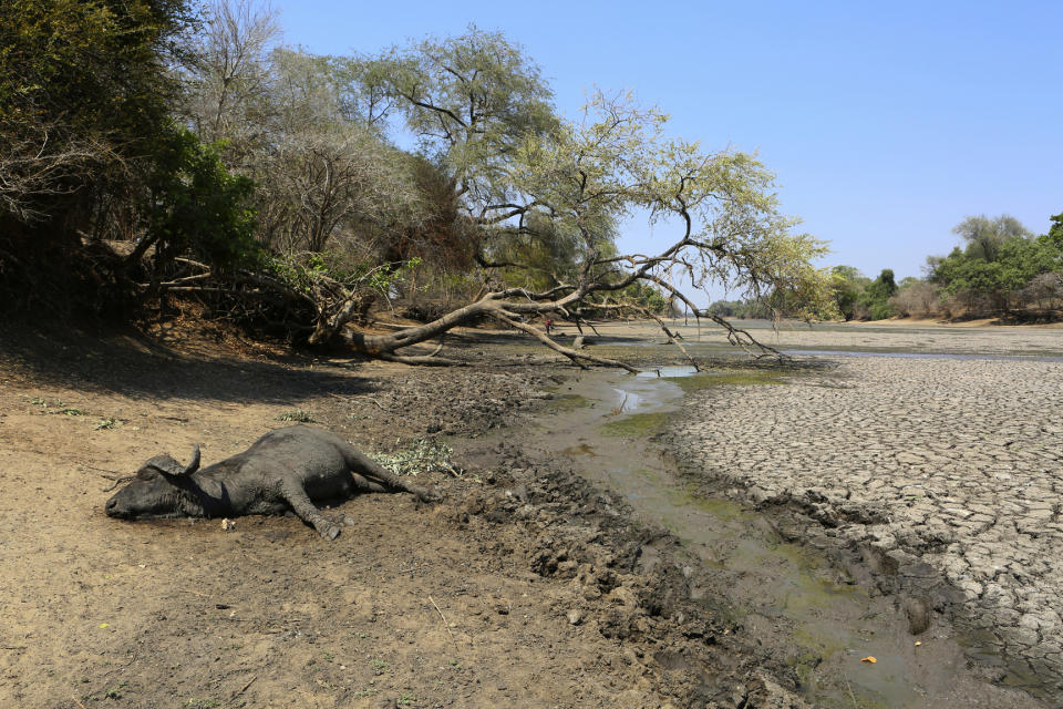 In this Oct, 27, 2019, photo, the carcass of a buffalo lies on the edges of a sun baked pool that used to be a perennial water supply in Mana Pools National Park, Zimbabwe. Elephants, zebras, hippos, impalas, buffaloes and many other wildlife are stressed by lack of food and water in the park, whose very name comes from the four pools of water normally filled by the flooding Zambezi River each rainy season, and where wildlife traditionally drink. The word “mana” means four in the Shona language. (AP Photo/Tsvangirayi Mukwazhi)