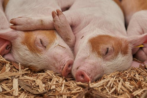 <span class="caption">UK pig farms have some of the highest welfare standards in the world.</span> <span class="attribution"><a class="link " href="https://pixabay.com/photos/piglet-sleep-pig-farm-relaxed-3386356/" rel="nofollow noopener" target="_blank" data-ylk="slk:RoyBuri/Pixabay;elm:context_link;itc:0;sec:content-canvas">RoyBuri/Pixabay</a></span>