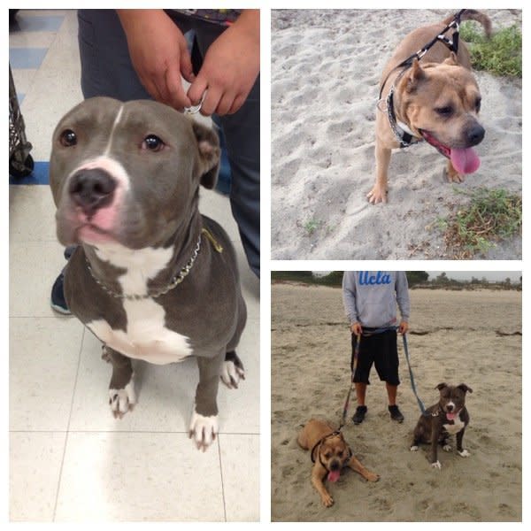 <p>These 3-year-old girls were raised together, then abandoned together at a boarding facility. They're both lovebugs who are good with kids and love trips to the beach.</p> <p>Queen and Asia are available through California-based <a href="https://www.facebook.com/pages/Passion-for-Pitties-Rescue-group/178092008970246?fref=ts">Passion for Pitties</a>. They must be adopted together. Here's <a href="http://www.passionforpitties.com/#!queen/zoom/sitepage_1/image_1xm4">Queen's adoption listing</a>, and <a href="http://www.passionforpitties.com/#!asia/zoom/sitepage_1/image_21c1">Asia's</a>.</p>