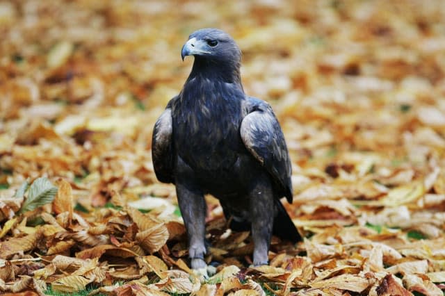 England's last golden eagle feared dead