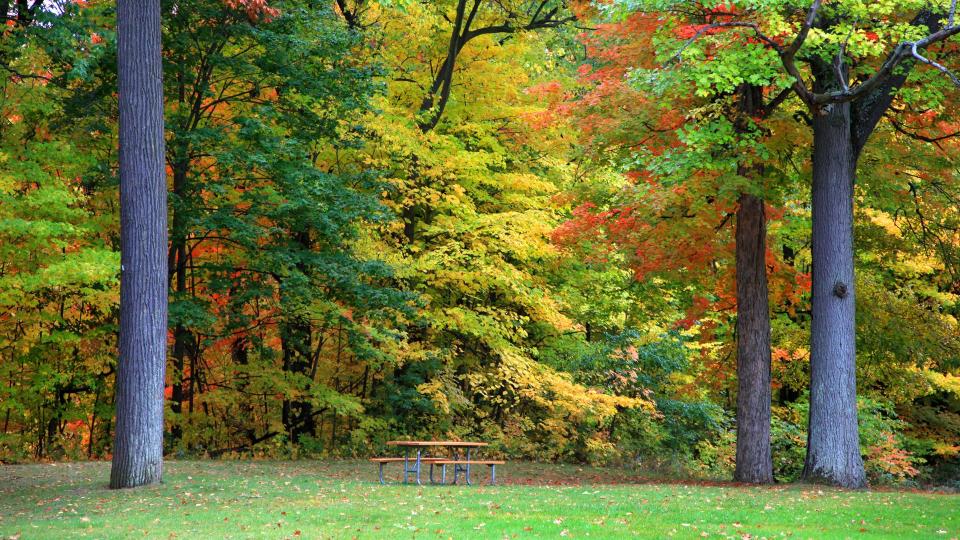 Early autumn trees in Maybury park Novi Michigan - Image.