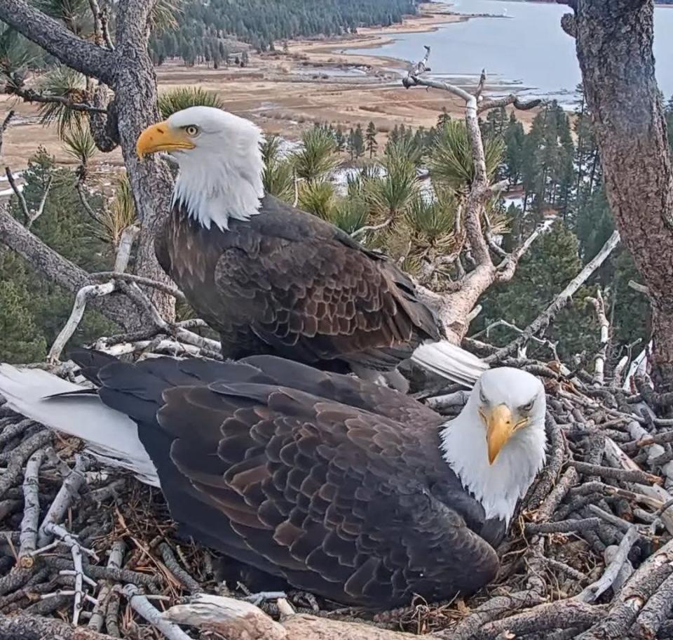 Bald eagle couple Jackie and Shadow have abandoned their two eggs weeks after they were due to hatch in a family nest in Big Bear.