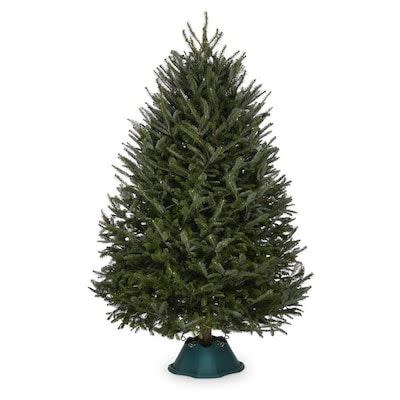 7) Fraser Fir