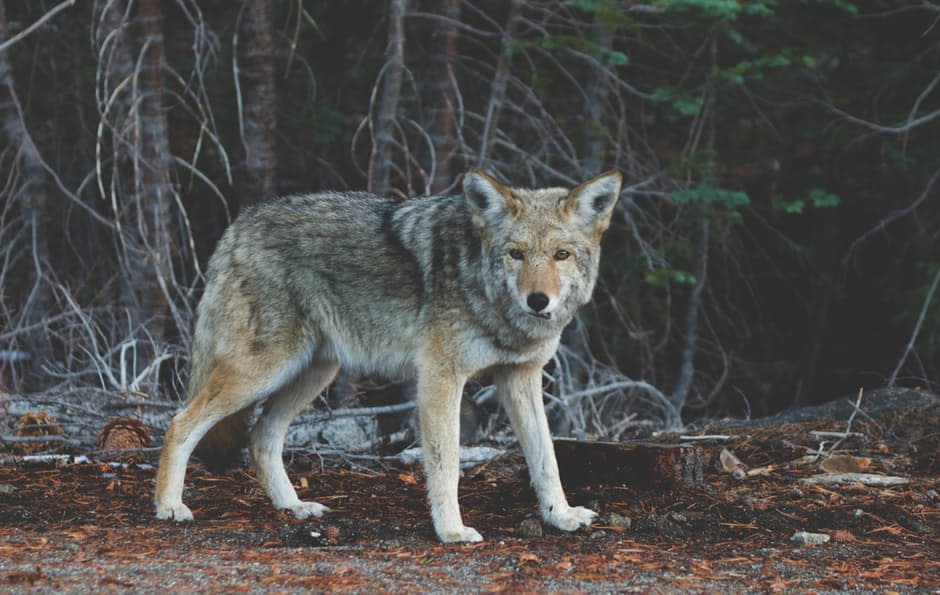 This woman mistakenly rescued a coyote because she thought it was a lost dog