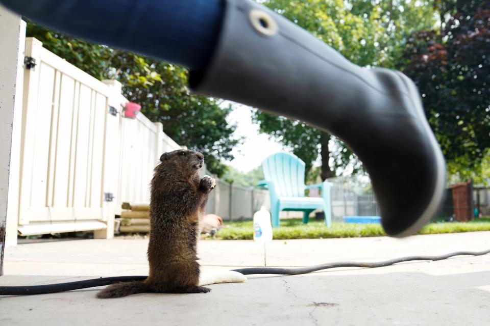Bagel, the muskrat, eats a banana that Keirstie Carducci, 65, of Ottawa Lake fed him in Ottawa Lake on Thursday, June 29, 2023. Bagel was released over a year ago, but he keeps wandering back to the Carducci home because he knows Keirstie can't resist feeding him.