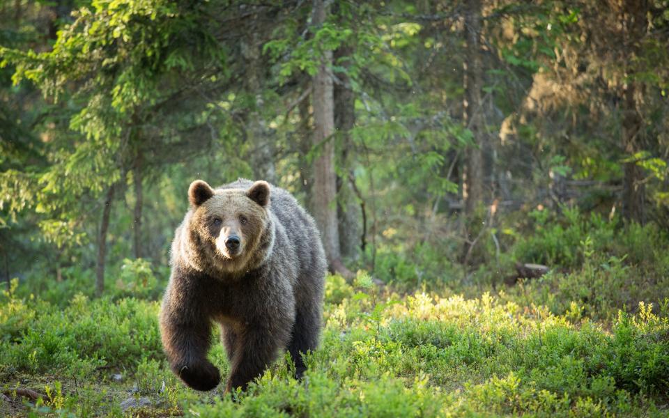 While Canada is likely off the cards, you might be able to spot bears in Finland - Getty 