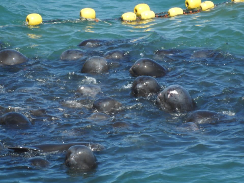 A group of melon-headed whales clumped together in Taiji, Japan.