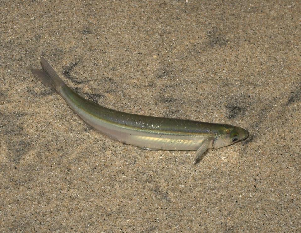 Grunions generally grow to 5 inches long. ZUMAPRESS.com