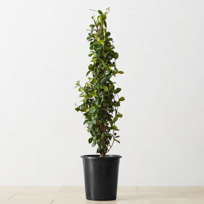 <p><a href="https://go.redirectingat.com?id=74968X1596630&url=https%3A%2F%2Fwww.williams-sonoma.com%2Fproducts%2Falder-and-oak-star-jasmine-potted-plant&sref=https%3A%2F%2Fwww.housebeautiful.com%2Flifestyle%2Fgardening%2Fg30319232%2Ffront-door-plants%2F" rel="nofollow noopener" target="_blank" data-ylk="slk:Shop Now;elm:context_link;itc:0;sec:content-canvas" class="link ">Shop Now</a></p><p>Alder & Oak Star Jasmine Potted Plant</p><p>Williams-Sonoma</p><p>$104.95</p><span class="copyright">Williams Sonoma</span>