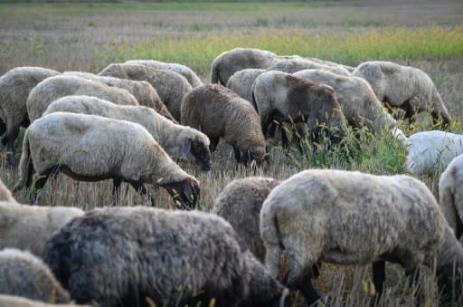 Romania is the EU's third-biggest sheep breeder after Britain and Spain