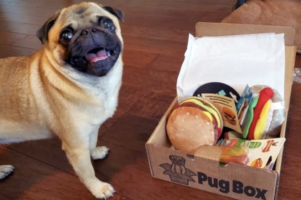 pug box