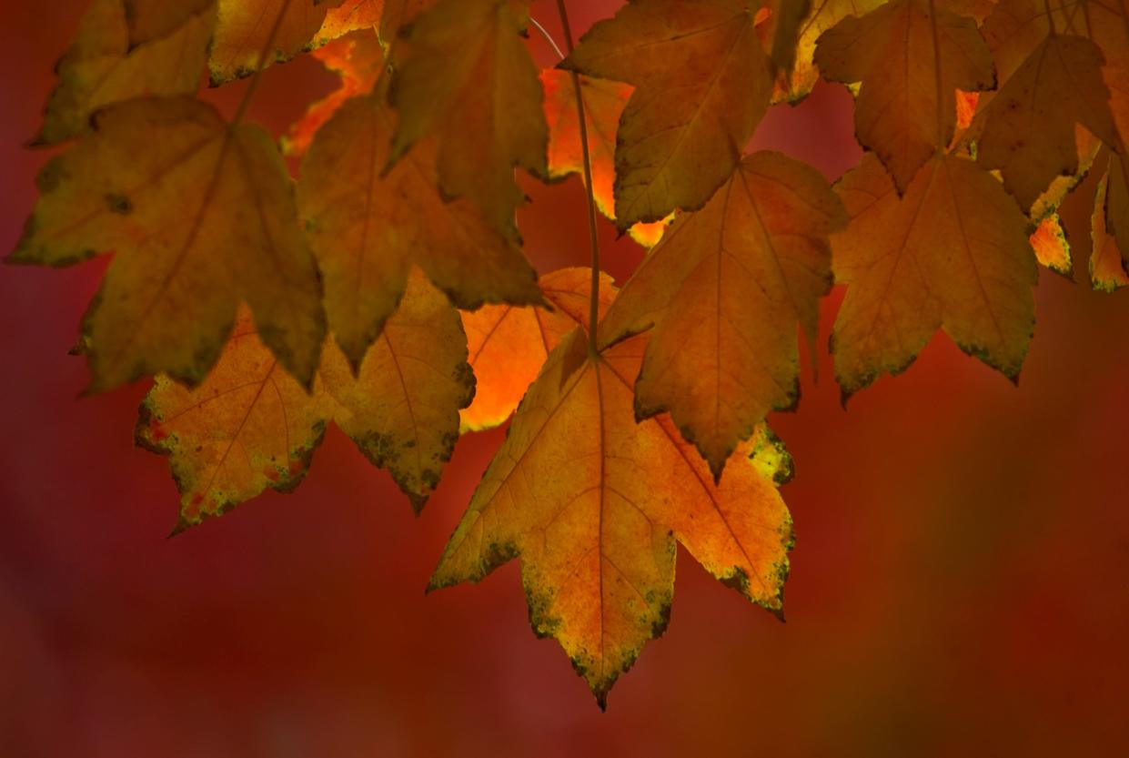 The leaves on a liquidambar tree turn to their fall colors of red and orange at the Weber Point Events Center in downtown Stockton on Nov. 28, 2016.