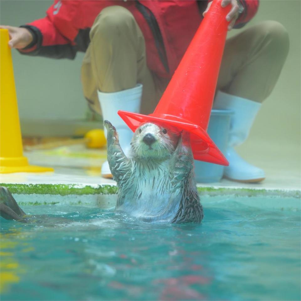 超萌小海獺戴「分類帽」神似哈利波特　網友搞笑配旁白：不要史萊哲林！