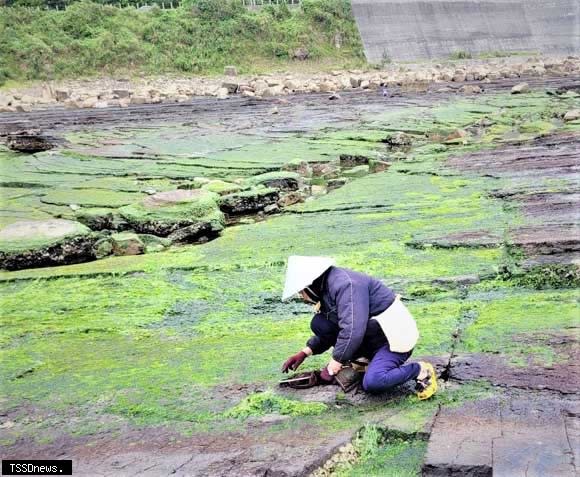 漁民趁退潮時至礁岩上採集青海菜。(新北市漁業處提供)