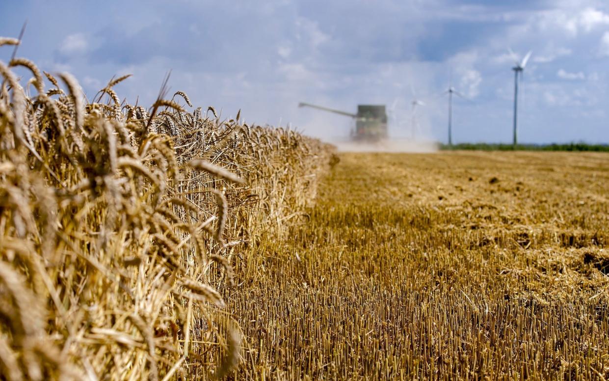 A farmer harvests wheat in a field with his harvester