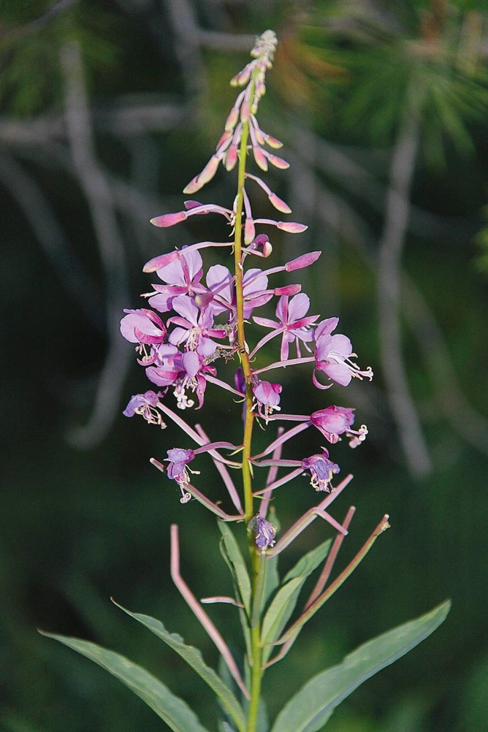 Fireweed is one of the first plants to pop up in areas charred by forest fires.