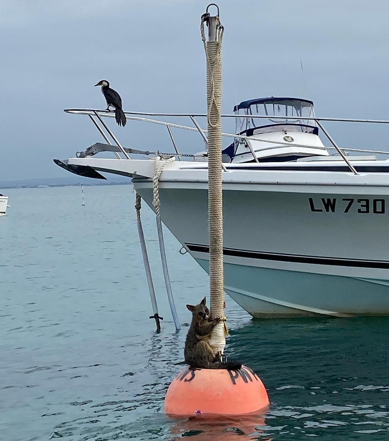 possum on buoy