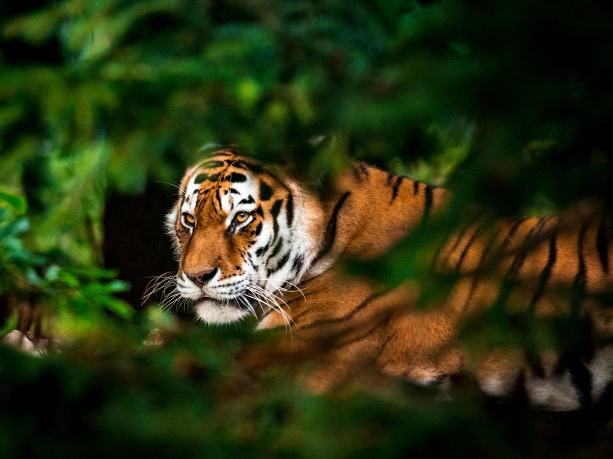 95 per cent of the world’s wild tiger population has been wiped out since the beginning of the 20th  century (Getty)