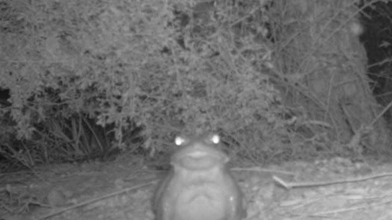 Trailcam photo of toad