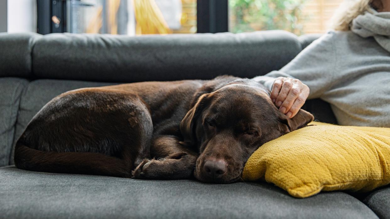  Chocolate labrador asleep on the sofa whilst her owner strokes her ea. 