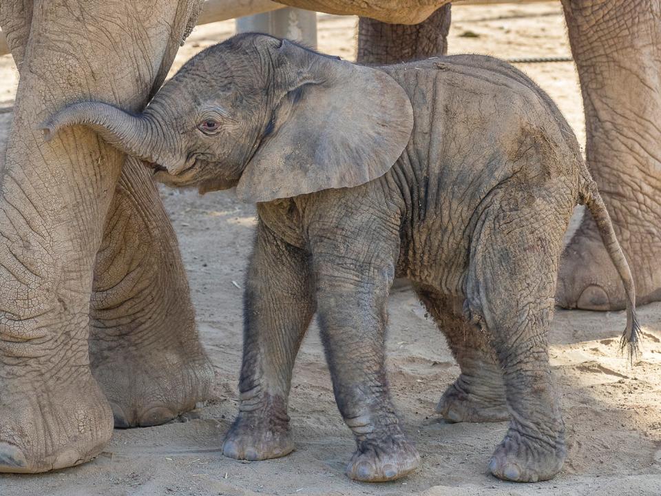 baby elephant san diego zoo