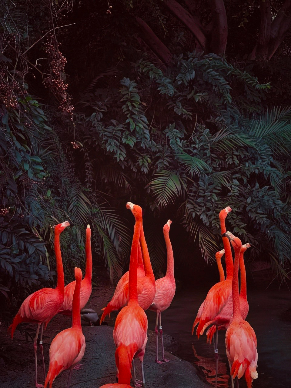 This stunning shot of pink flamingos in San Diego came in first place for the animals category. "Once en Rosa" by Skye Snyder on an iPhone 12 Pro Max.