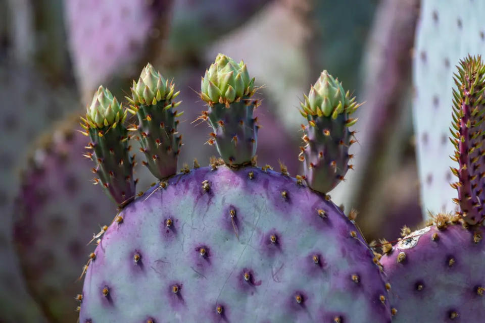 Nopales morados en la zona del silencio en durango. Foto: Shutterstock