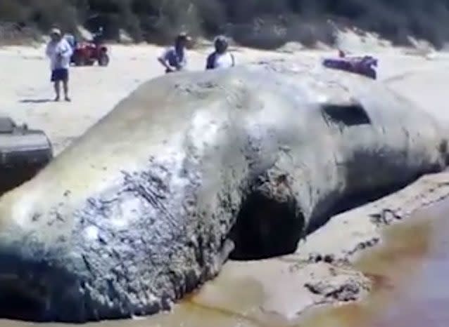 The whale was found washed up on Papamoa Beach on Thursday. Source: Facebook/ Joey Tanirau