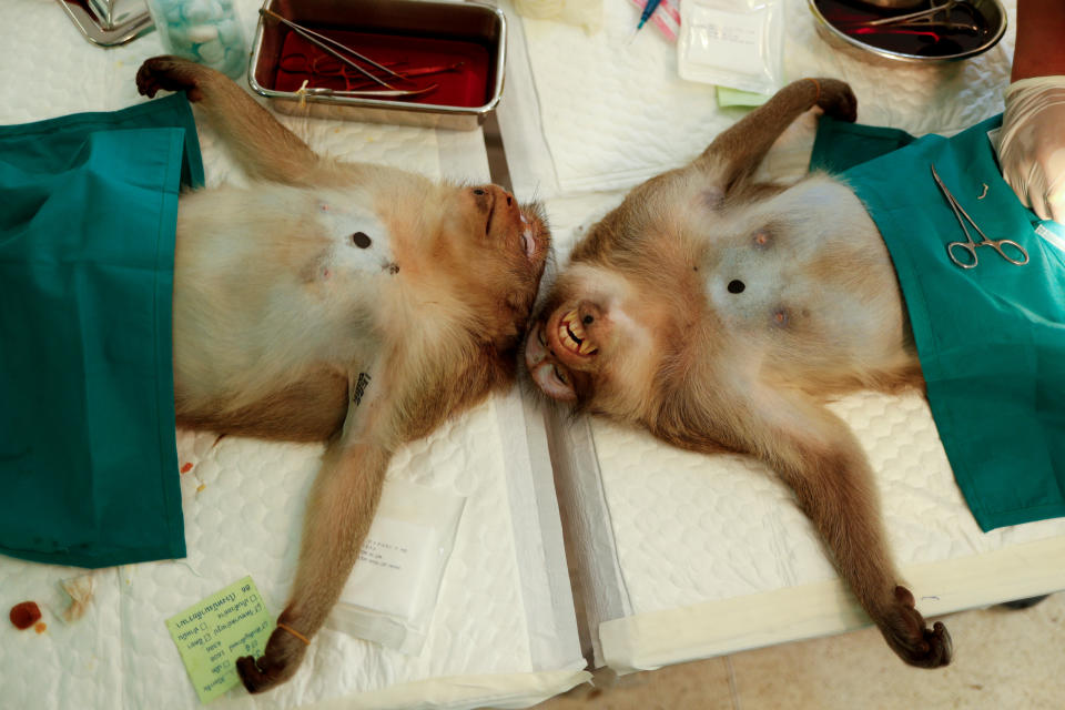 Two monkeys are seen sedated as veterinarians from the the Department of National Parks carry out a sterilization procedure due to the increase of the macaques population in the urban area and the tourist spots of the city of Lopburi, in Thailand June 22, 2020. Picture taken June 22, 2020. REUTERS/Jorge Silva     TPX IMAGES OF THE DAY