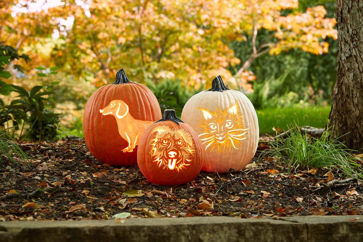 pet pumpkin carving diy three lit pumpkins carved with a cat face, dog face and Dachshund on an autumn lawn