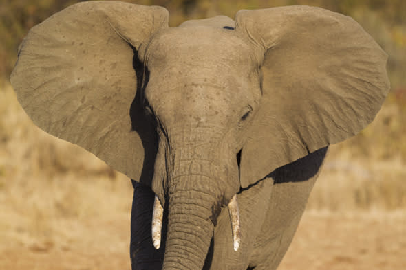 Mandatory Credit: Photo by Image Broker/REX (3483384a)African Elephant (Loxodonta africana), bull, Kruger National Park, South AfricaVARIOUS