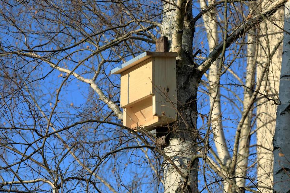 A wooden bat house attached to a birch tree trunk in a public park. MarekUsz/Getty Images/iStockphoto