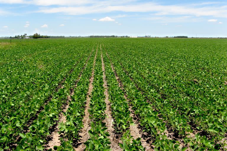 Soja: Los bioinsumos creados a partir del conocimiento de hongos y bacterias abren un nuevo futuro para la tecnología del agro