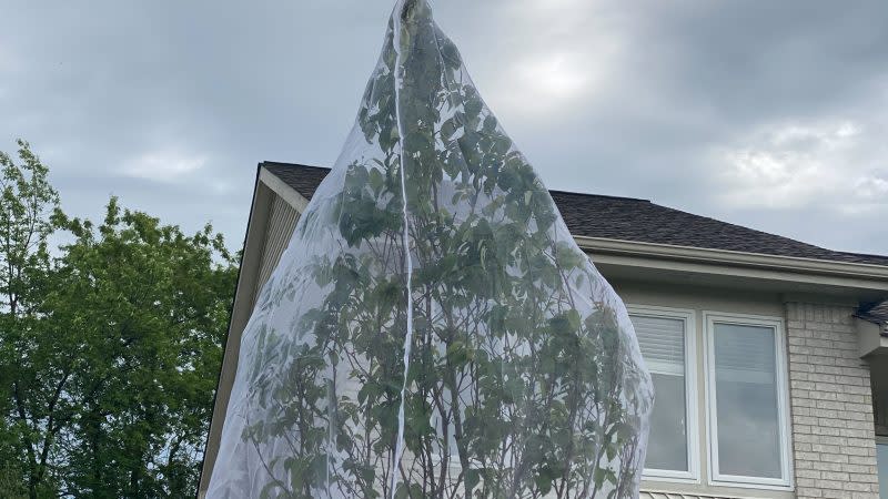 cicada netting